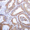 Aldose reductase antibody, LS-C353884, Lifespan Biosciences, Immunohistochemistry frozen image 