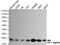 Chromobox 5 antibody, MBS475136, MyBioSource, Western Blot image 