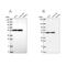 Glutamate Rich WD Repeat Containing 1 antibody, NBP1-81790, Novus Biologicals, Western Blot image 