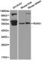 RUNX Family Transcription Factor 1 antibody, LS-C193042, Lifespan Biosciences, Western Blot image 