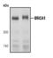 BRCA1 DNA Repair Associated antibody, PA5-17512, Invitrogen Antibodies, Western Blot image 