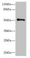Unc-93 Homolog A antibody, CSB-PA773046LA01HU, Cusabio, Western Blot image 