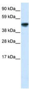 Growth Arrest Specific 7 antibody, TA329638, Origene, Western Blot image 