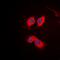 Protein Kinase C Theta antibody, orb338854, Biorbyt, Immunofluorescence image 