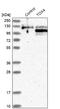 TOX high mobility group box family member 4 antibody, NBP1-88432, Novus Biologicals, Western Blot image 