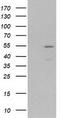 Myocyte Enhancer Factor 2C antibody, LS-C785758, Lifespan Biosciences, Western Blot image 