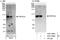 Poly(A) Polymerase Alpha antibody, A301-010A, Bethyl Labs, Western Blot image 
