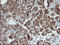 Synaptotagmin 4 antibody, LS-C174549, Lifespan Biosciences, Immunohistochemistry paraffin image 