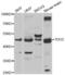 Tryptophan 2,3-Dioxygenase antibody, abx005190, Abbexa, Western Blot image 