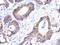 Glutathione S-Transferase Kappa 1 antibody, NBP2-16686, Novus Biologicals, Immunohistochemistry paraffin image 
