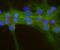 Adenylate Cyclase 3 antibody, PA5-35382, Invitrogen Antibodies, Immunofluorescence image 