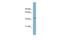 Fc Receptor Like 6 antibody, GTX46716, GeneTex, Western Blot image 