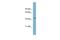 Fc Receptor Like 6 antibody, GTX46716, GeneTex, Western Blot image 