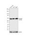 Syntrophin Beta 2 antibody, GTX11425, GeneTex, Western Blot image 