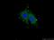 Gasdermin D antibody, 20770-1-AP, Proteintech Group, Immunofluorescence image 