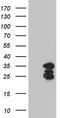 SH3 Domain Binding Glutamate Rich Protein antibody, TA812046, Origene, Western Blot image 