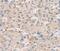 Sulfotransferase Family 2B Member 1 antibody, PA5-50797, Invitrogen Antibodies, Immunohistochemistry paraffin image 