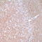 Neurofilament Heavy antibody, TA327713, Origene, Immunohistochemistry frozen image 
