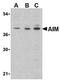 CD5 Molecule Like antibody, AP05583PU-N, Origene, Western Blot image 