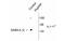 Gamma-Aminobutyric Acid Type A Receptor Gamma2 Subunit antibody, MBS837269, MyBioSource, Western Blot image 