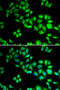 Cullin 1 antibody, STJ23289, St John