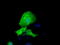 Ret Finger Protein Like 1 antibody, M16730, Boster Biological Technology, Immunofluorescence image 