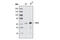 YY1 Transcription Factor antibody, 2185S, Cell Signaling Technology, Western Blot image 