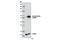 Tubulin Alpha 1b antibody, 12152S, Cell Signaling Technology, Western Blot image 