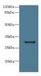 Transmembrane Protein 41A antibody, LS-C376858, Lifespan Biosciences, Western Blot image 