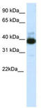 Tetratricopeptide Repeat Domain 19 antibody, TA345650, Origene, Western Blot image 