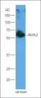 BCL2L2-PABPN1 Readthrough antibody, orb100689, Biorbyt, Western Blot image 