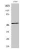 p53 antibody, A00001S20-1, Boster Biological Technology, Western Blot image 