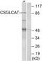 Chondroitin Polymerizing Factor 2 antibody, PA5-39104, Invitrogen Antibodies, Western Blot image 