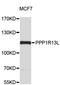 Protein Phosphatase 1 Regulatory Subunit 13 Like antibody, STJ25083, St John