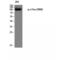 Colony Stimulating Factor 1 Receptor antibody, LS-C380914, Lifespan Biosciences, Western Blot image 