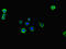 CD49D antibody, LS-C678385, Lifespan Biosciences, Immunofluorescence image 