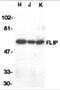 CASP8 and FADD-like apoptosis regulator antibody, 1161, ProSci Inc, Western Blot image 