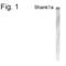 SH3 And Multiple Ankyrin Repeat Domains 1 antibody, PA1-4180, Invitrogen Antibodies, Western Blot image 