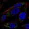 RAS Related antibody, PA5-66321, Invitrogen Antibodies, Immunofluorescence image 