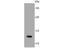 H2A Histone Family Member X antibody, A00241-3, Boster Biological Technology, Western Blot image 