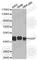 Vasodilator Stimulated Phosphoprotein antibody, A0166, ABclonal Technology, Western Blot image 