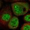 RING finger protein 219 antibody, HPA034785, Atlas Antibodies, Immunofluorescence image 
