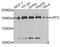 UPF2 Regulator Of Nonsense Mediated MRNA Decay antibody, A13411, ABclonal Technology, Western Blot image 