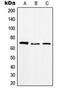 Rac GTPase Activating Protein 1 antibody, orb215147, Biorbyt, Western Blot image 