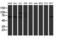 Protein Phosphatase 1 Regulatory Subunit 15A antibody, LS-C786897, Lifespan Biosciences, Western Blot image 