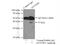 Deoxynucleotidyltransferase terminal-interacting protein 1 antibody, 11637-1-AP, Proteintech Group, Immunoprecipitation image 