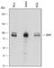 Aryl Hydrocarbon Receptor Nuclear Translocator antibody, MAB5630, R&D Systems, Western Blot image 