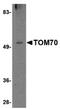Mitochondrial import receptor subunit TOM70 antibody, PA5-20664, Invitrogen Antibodies, Western Blot image 