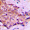 Dynein Axonemal Light Chain 4 antibody, LS-C355998, Lifespan Biosciences, Immunohistochemistry paraffin image 