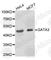 GATA Binding Protein 3 antibody, A5711, ABclonal Technology, Western Blot image 